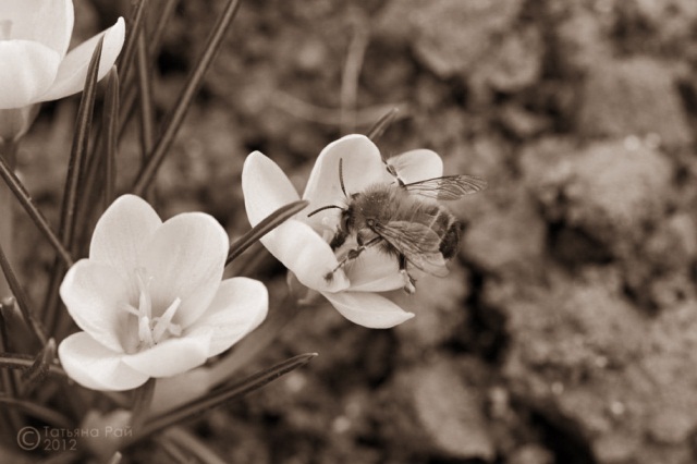 flower_bw